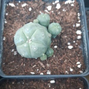 cactuspeyote27 20200711 6